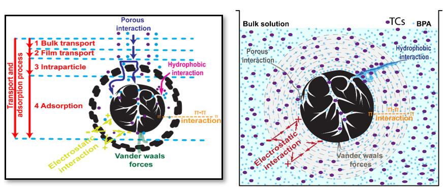 Schematic of mechanism for SMX, TCs and BPA adsorption on CSAC / CSGAC